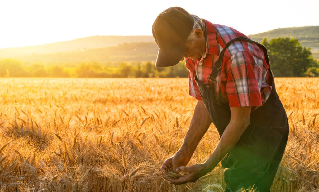 Farmer over looking the success of his crops