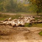 sheep-974761_1280