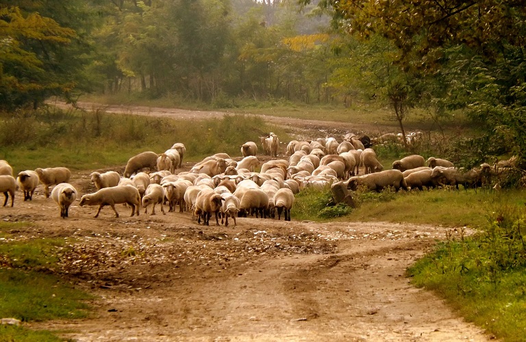 sheep-974761_1280