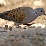 1200px-Streptopelia_turtur_Pinares_de_Rostrogordo