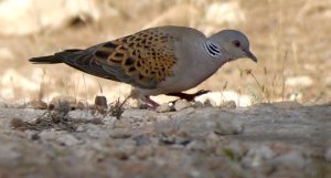 1200px-Streptopelia_turtur_Pinares_de_Rostrogordo