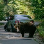 Keep-or-cull_-Romania-divided-over-its-bear-population
