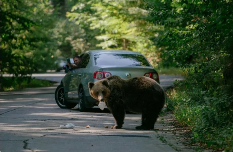Keep-or-cull_-Romania-divided-over-its-bear-population