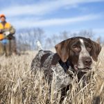best-hunting-dogs-german-wirehaired-pointer-679023ca3b12e