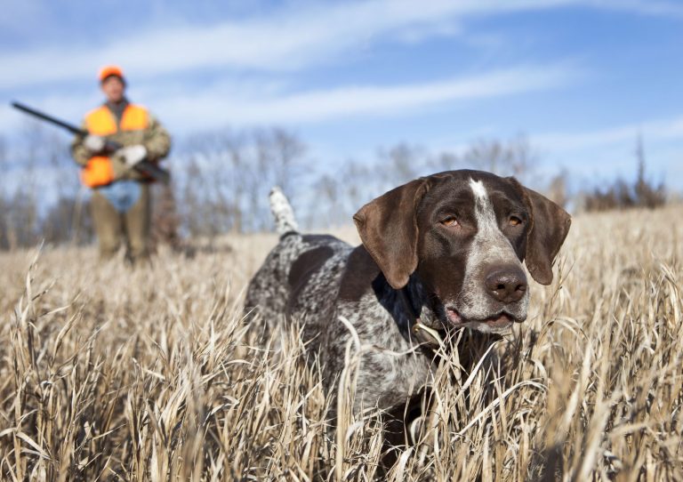 best-hunting-dogs-german-wirehaired-pointer-679023ca3b12e