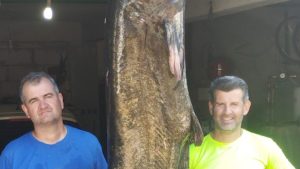 gulianos