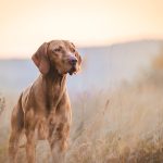 shutterstock_1065645125-scaled
