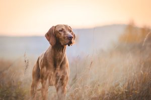 shutterstock_1065645125-scaled