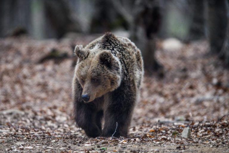 ARKOYDA2-1024x683