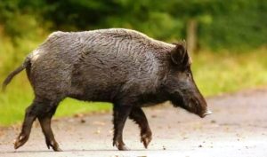 agriogourouno-kastoria