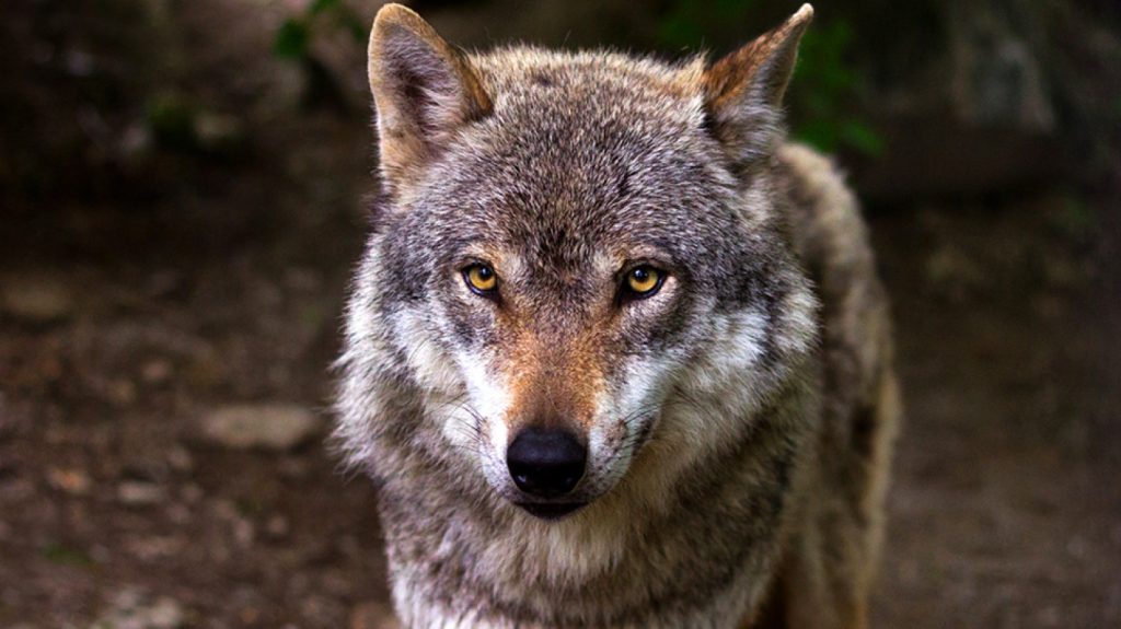 lykos343