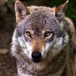 lykos343